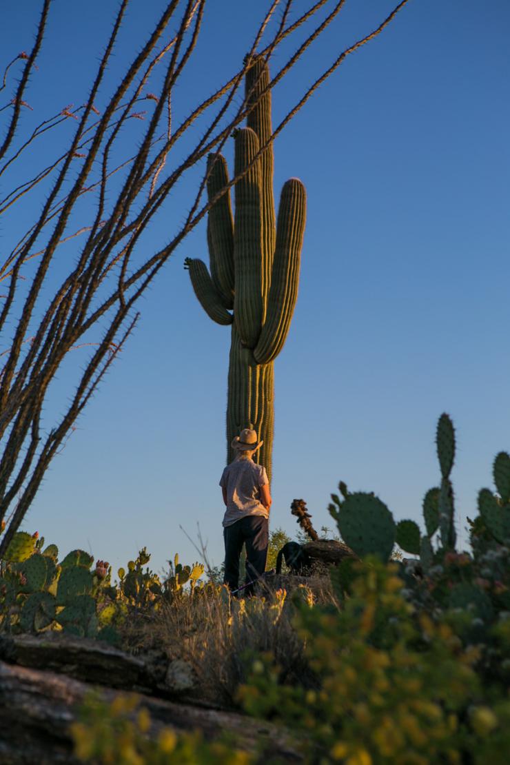 man facing a cactus